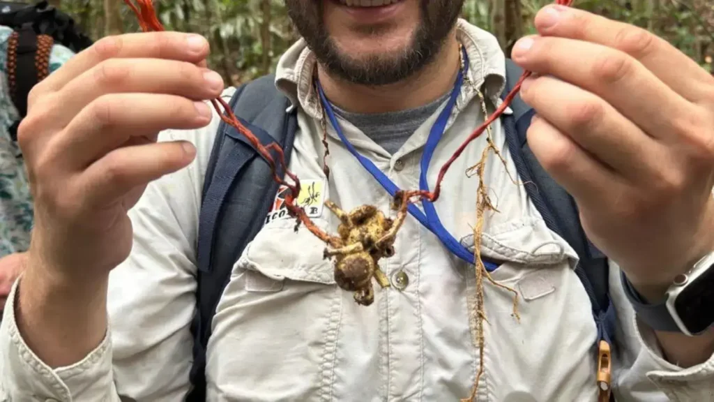 Cordyceps em tarântula: registro raro de 'fungo zumbi' na Amazônia