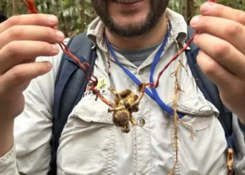 Cordyceps em tarântula: registro raro de 'fungo zumbi' na Amazônia