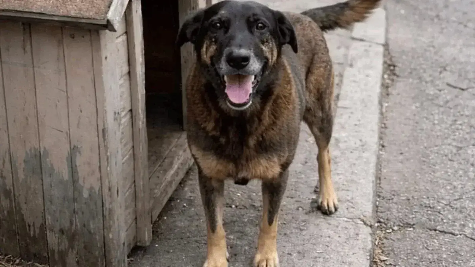 Tecnologia forense identifica suspeito no caso do cão Orelha com Mercure