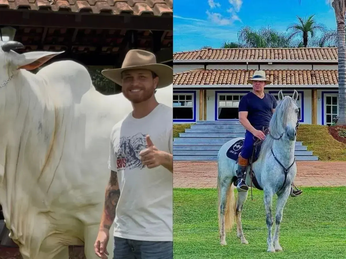 Eduardo Costa e Gustavo Tubarão investem em vaca de R$ 2 milhões