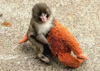 Punch: o macaquinho que enfrenta desafios e vive em paz no zoológico