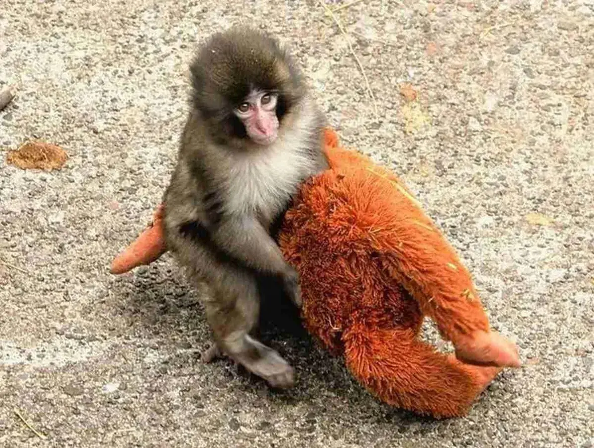 Punch: o macaquinho que enfrenta desafios e vive em paz no zoológico