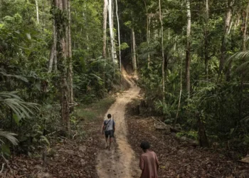 Rainforest Investigations Network abre inscrições para jornalistas em 2026