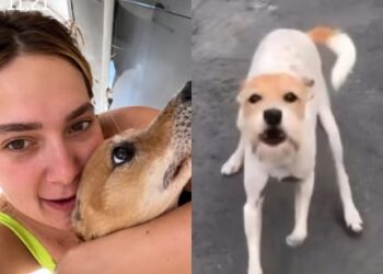 Cachorrinha Joly, de 16 anos, falece e deixa Virginia Fonseca e Margareth Serrão em luto